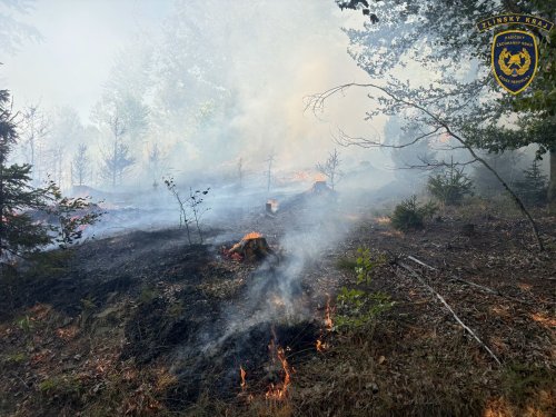 Požár lesa nad Zašovou zaměstnal desítky hasičů. Zásah komplikoval terén, vítr i horko